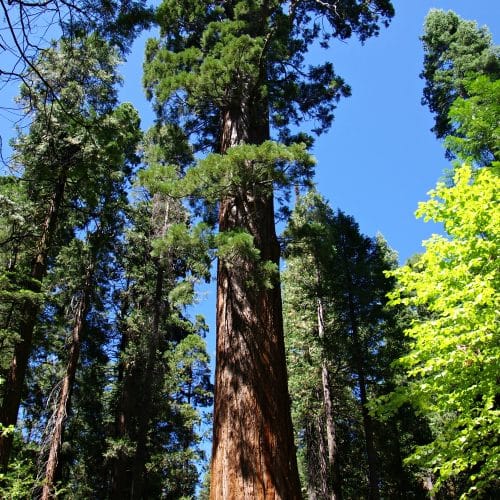 A tree in a forest with Sequoia National Park in the background