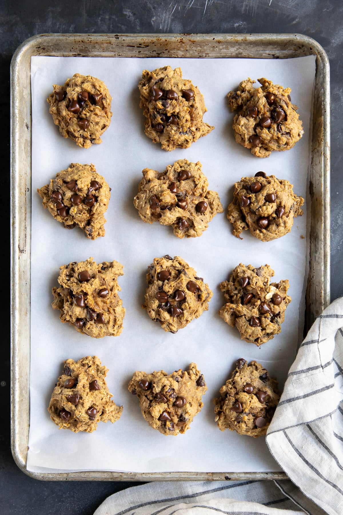 Overhead view of twelve soft pumpkin oatmeal chocolate chip cookies arranged in rows on a white parchment-lined metal baking sheet, topped with visible melted chocolate chips beside a white striped kitchen towel.