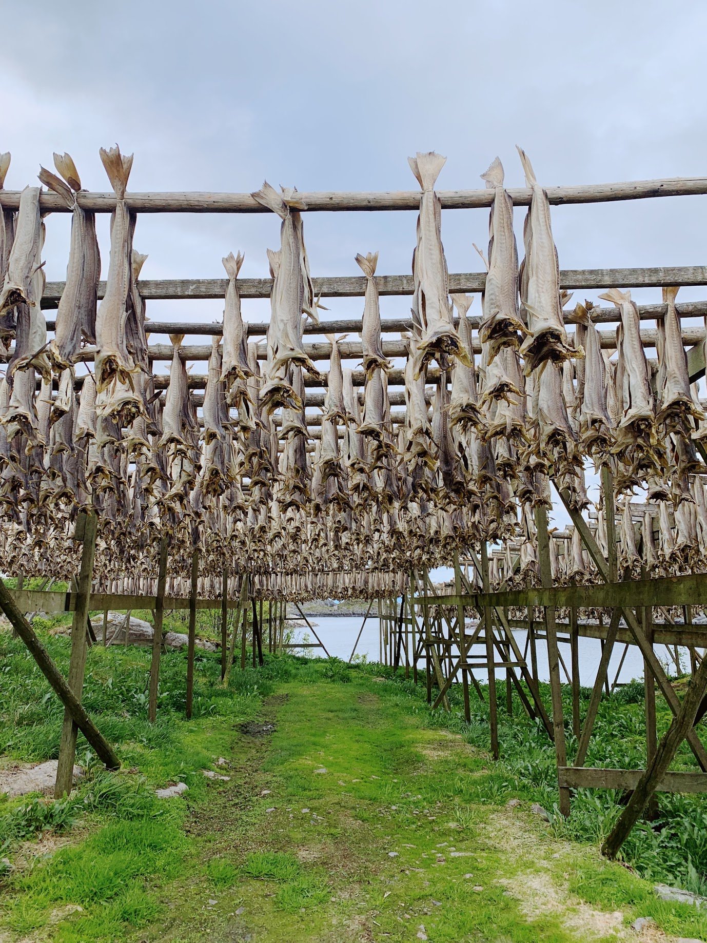 Cod hanging to dry in Henningsvær, Norway.