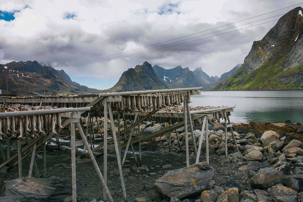 Cod hanging to dry in Norway.