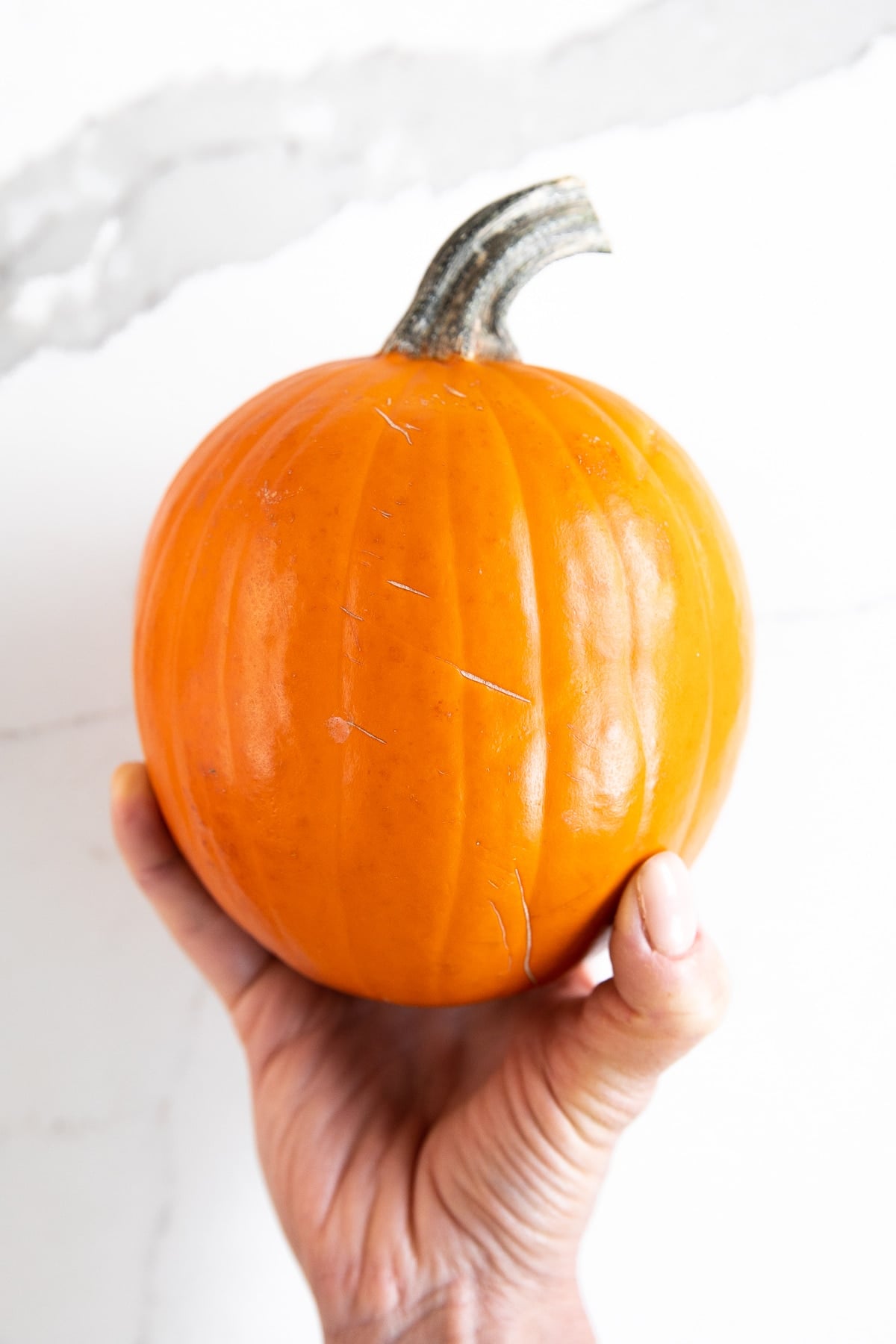 Small bright orange sugar pumpkin with a curved gray-green stem held upright in one hand against a white marble background.