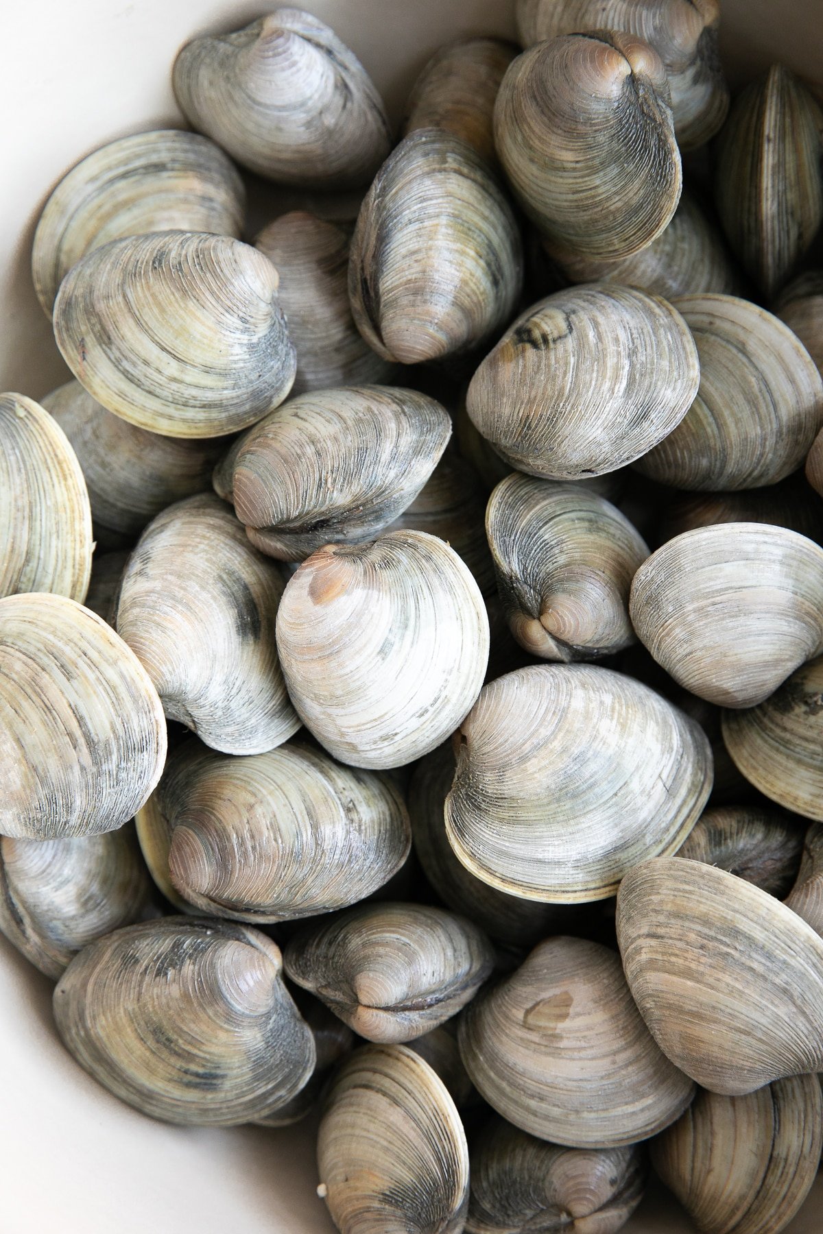 Little neck clams in a large pot before being simmered and cooked.