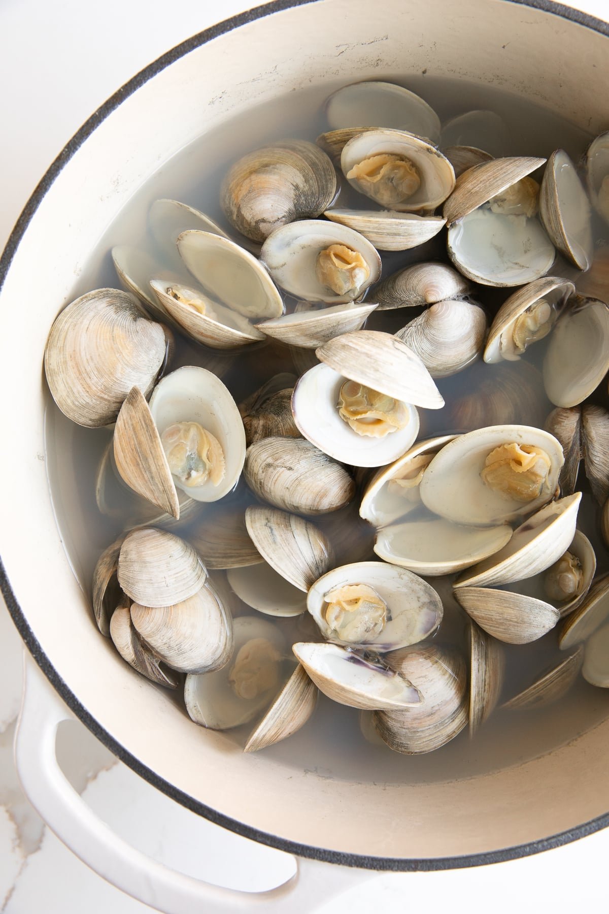 Large pot filled with fully cooked and opened little neck clams.