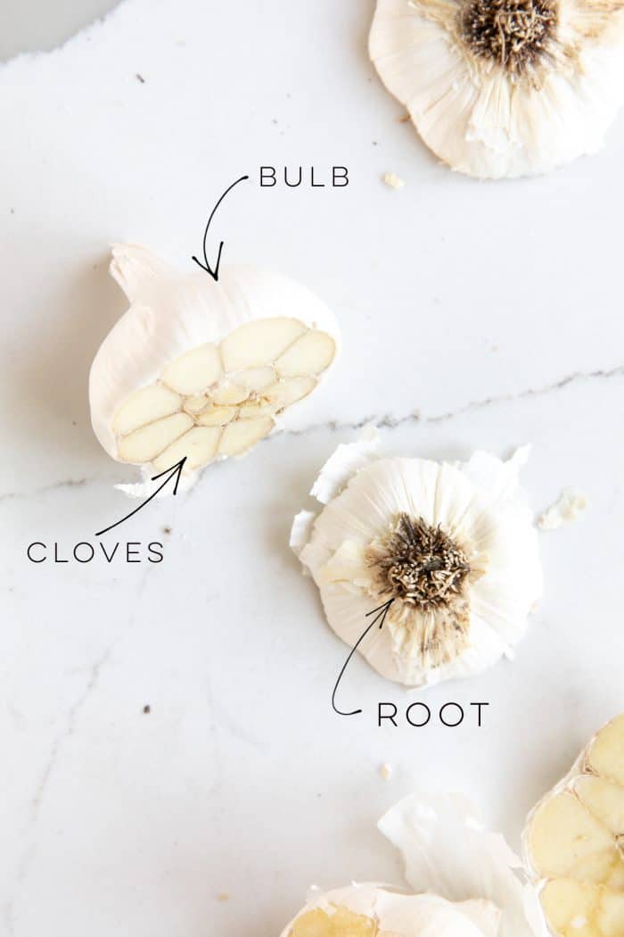 Image of a bulb of garlic with the root cut off to show the cloves inside.